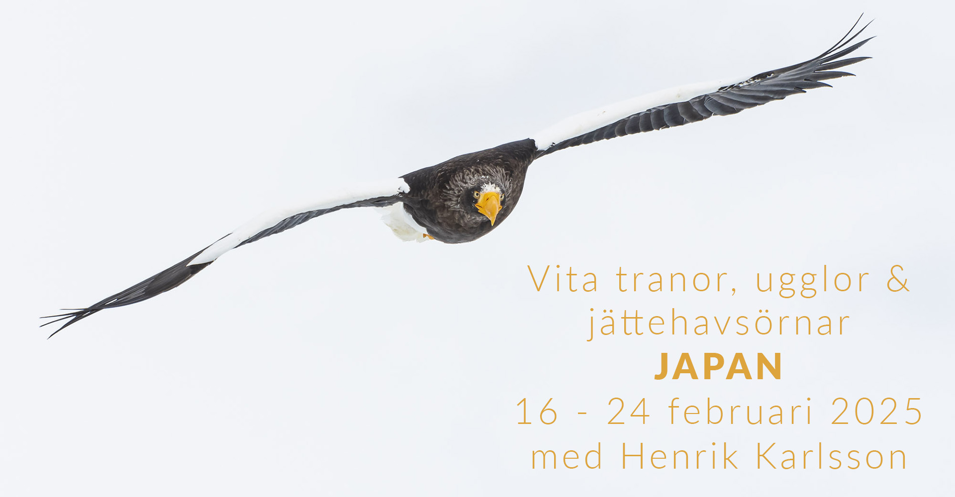 Fotoresa Vita tranor, ugglor och jättehavsörnar, Japan 1624 februari