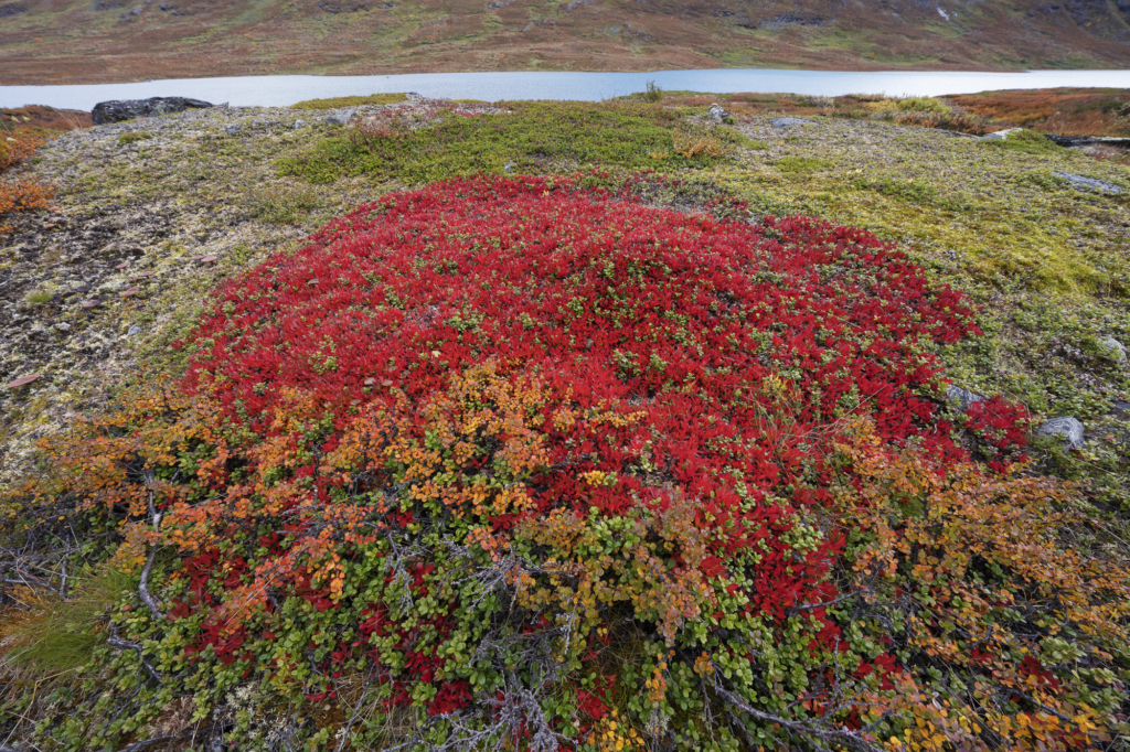 Höst i fjällvärlden - Abisko Nationalpark. Fotoresa med Wild Nature fotoresor. Foto Staffan Widstrand