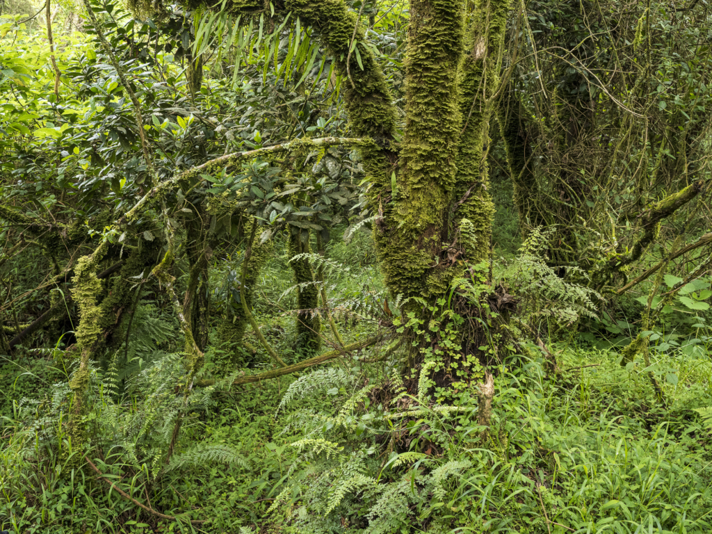 Bergsgorilla, Schimpans, Mountain gorilla, Chimpanzee, Uganda. Fotoresa, Photo tour, Wild Nature fotoresor, Africa, Henrik Karlsson, Mgahinga National Park, Bwindi