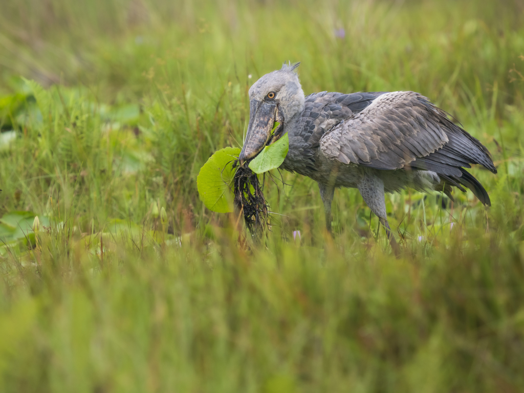 Mabambas träskonäbbar - Uganda. Shoebill, träskonäbb, fågel, photo tour, Fotoresa med Wild Nature fotoresor. Foto Henrik Karlsson