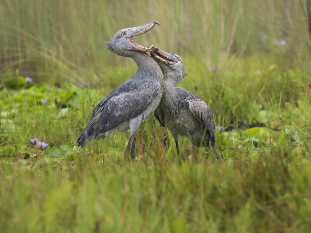 Mabambas träskonäbbar - Uganda. Shoebill, träskonäbb, fågel, photo tour, Fotoresa med Wild Nature fotoresor. Foto Henrik Karlsson