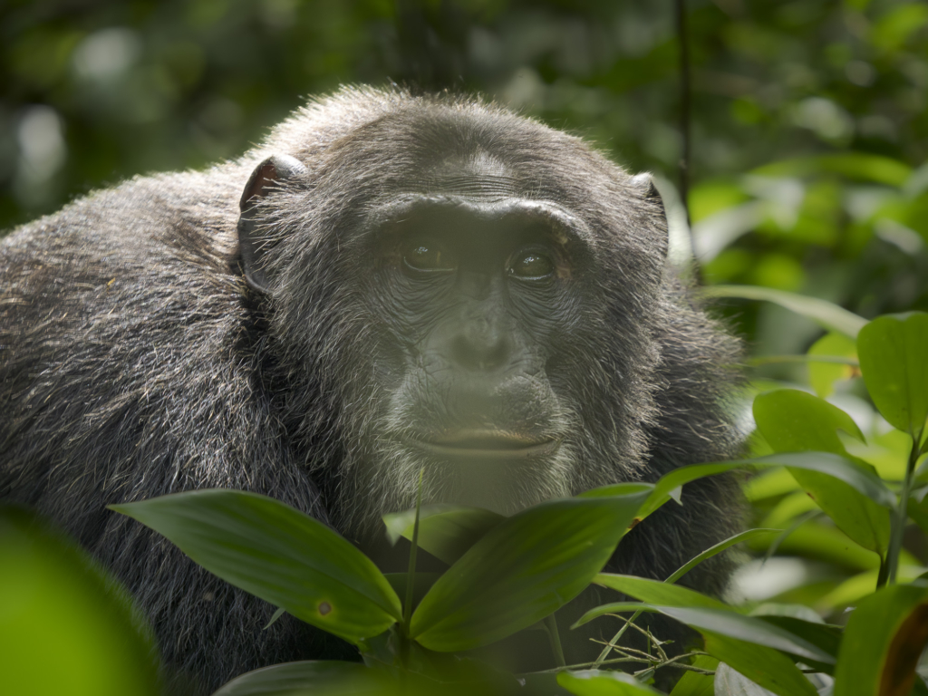 Bergsgorillor, Schimpanser och andra primater, Uganda. Fotoresa med Wild Nature fotoresor. Foto Henrik Karlsson