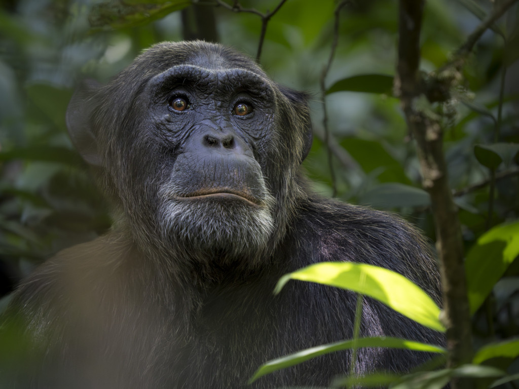 Bergsgorilla, Schimpans, Mountain gorilla, Chimpanzee, Uganda. Fotoresa, Photo tour, Wild Nature fotoresor, Africa, Henrik Karlsson