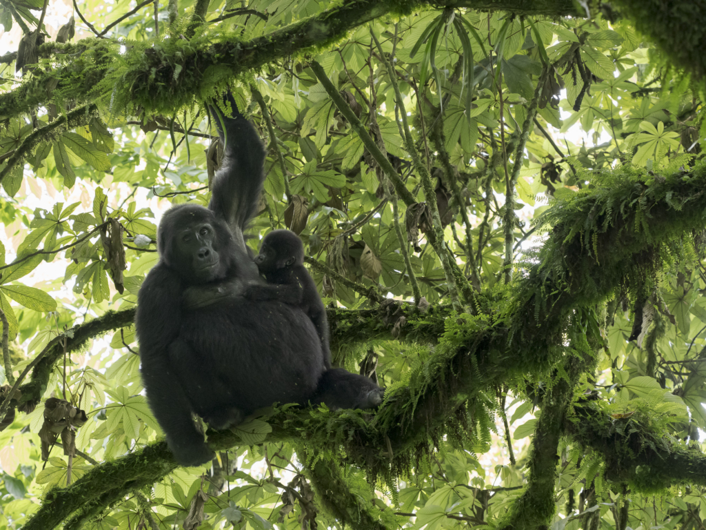 Bergsgorillor, Schimpanser och andra primater, Uganda. Fotoresa med Wild Nature fotoresor. Foto Henrik Karlsson