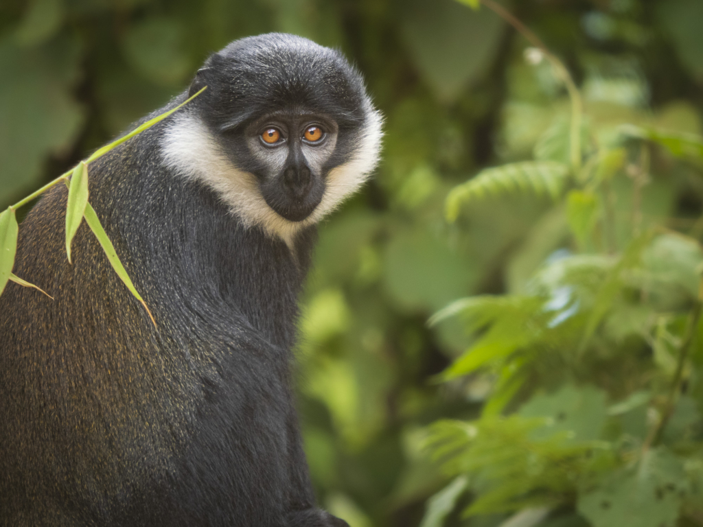 Bergsgorillor, Schimpanser och andra primater, Uganda. Fotoresa med Wild Nature fotoresor. Foto Henrik Karlsson