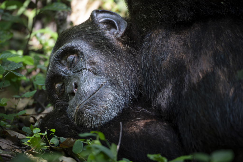 Bergsgorillor, Schimpanser och andra primater, Uganda. Fotoresa med Wild Nature fotoresor. Foto Henrik Karlsson