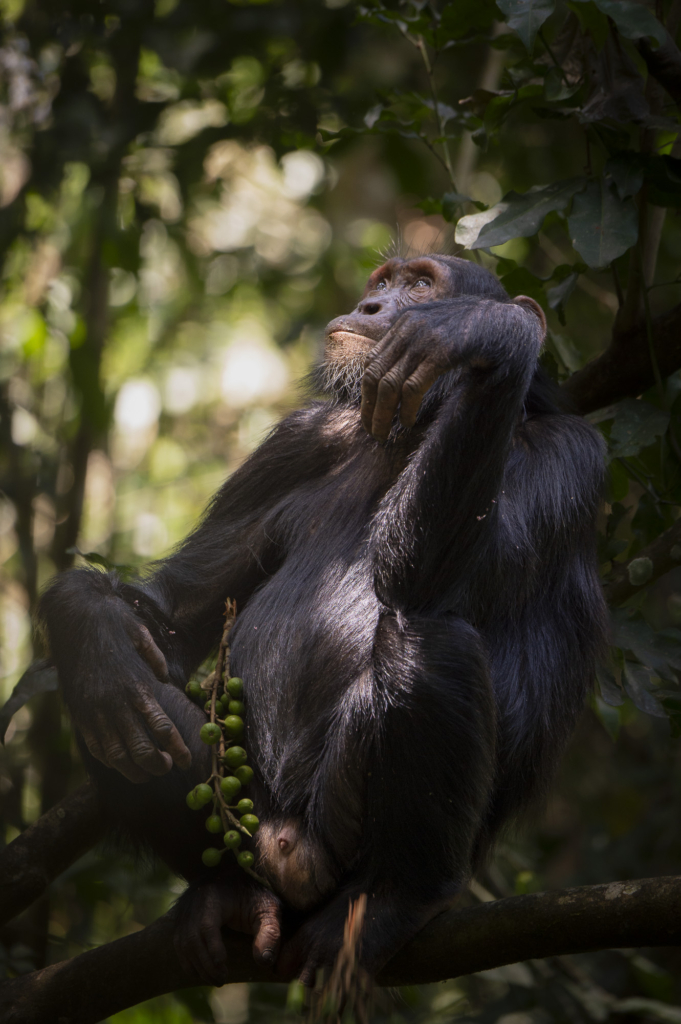 Bergsgorillor, Schimpanser och andra primater, Uganda. Fotoresa med Wild Nature fotoresor. Foto Henrik Karlsson