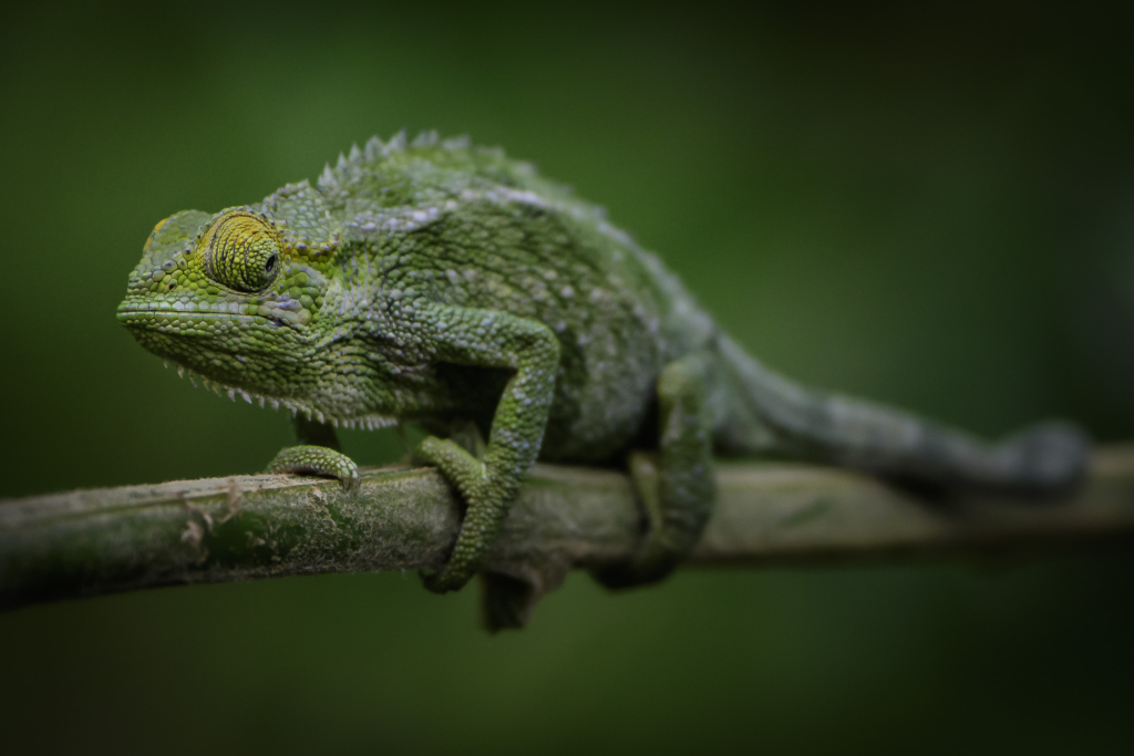 Bergsgorilla, Schimpans, Mountain gorilla, Chimpanzee, Uganda. Fotoresa, Photo tour, Wild Nature fotoresor, Africa, Henrik Karlsson, chameleon 