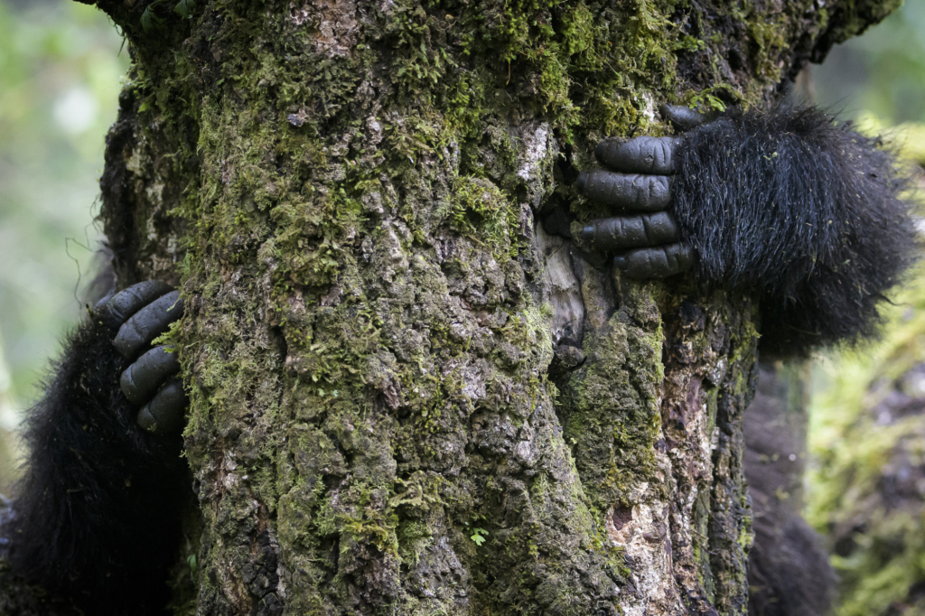 Bergsgorilla, Schimpans, Mountain gorilla, Chimpanzee, Uganda. Fotoresa, Photo tour, Wild Nature fotoresor, Africa, Henrik Karlsson