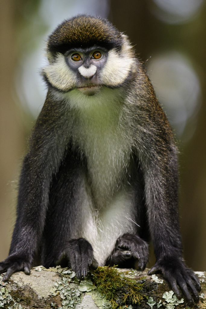 Bergsgorillor, Schimpanser och andra primater, Uganda. Fotoresa med Wild Nature fotoresor. Foto Henrik Karlsson