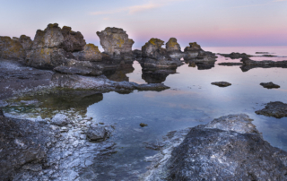 Kustnära fotografi och vårgrönska på kalkstensön - Gotland. Fotoresa med Wild Nature fotoresor. Foto Frida Hermansson