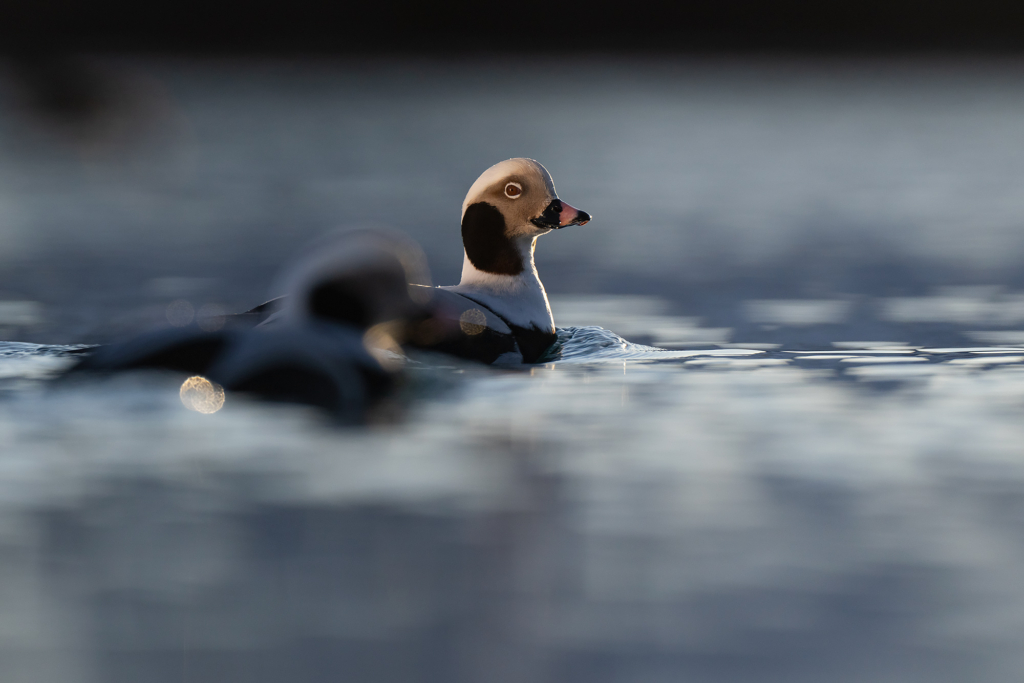 Arktisk vårvinterfågelfest i Varanger, Norge. Fotoresa med Wild Nature fotoresor. Foto Magnus Martinsson