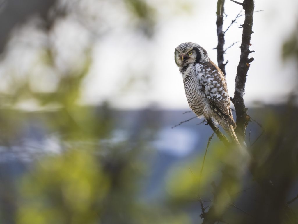 Arktiskt sommarfågelprakt i Varanger , Norge. Fotoresa med Wild Nature fotoresor. Foto: Henrik Karlsson