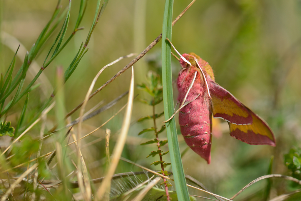 Högsommarens små flygande juveler, Gotland. Fotoresa med Wild Nature fotoresor. Foto: Magnus Martinsson