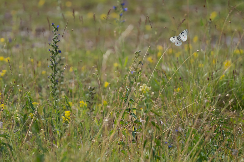 Högsommarens små flygande juveler, Gotland. Fotoresa med Wild Nature fotoresor. Foto: Magnus Martinsson