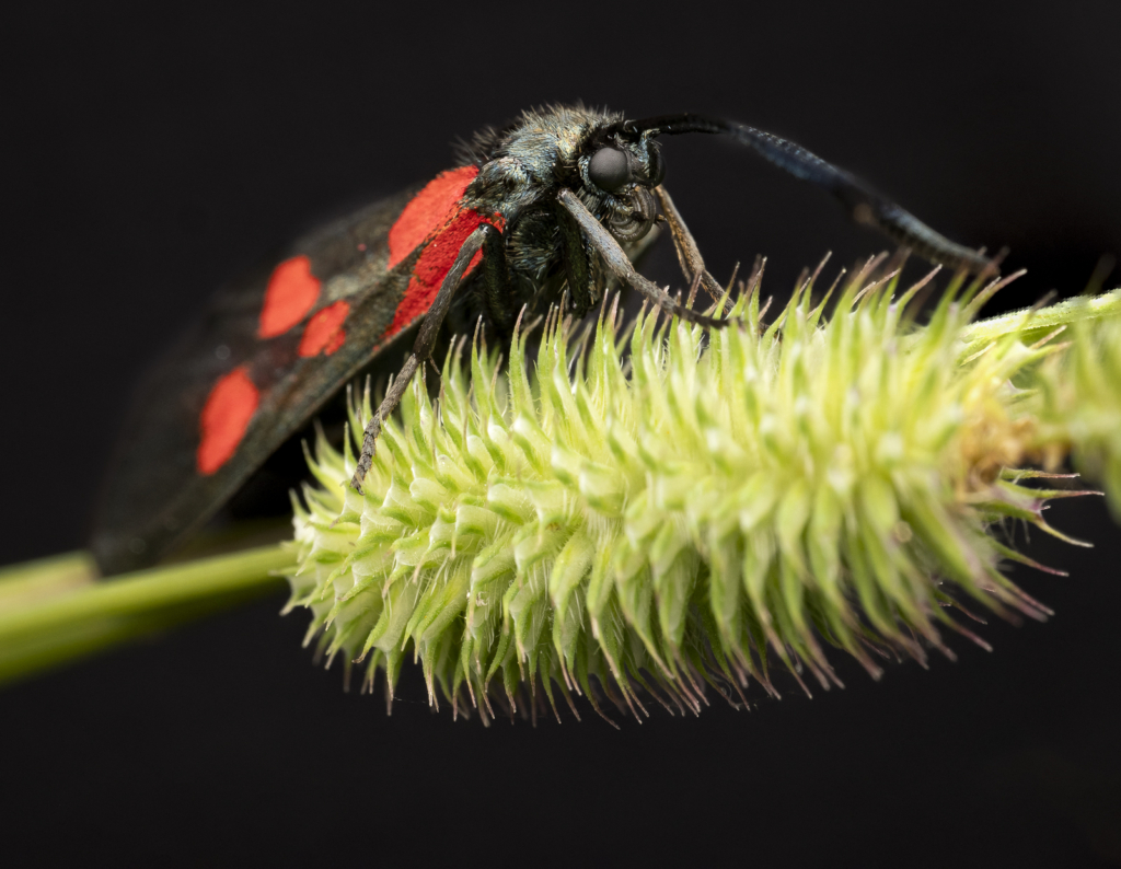 Högsommarens små flygande juveler, Gotland. Fotoresa med Wild Nature fotoresor. Foto: Henrik Karlsson