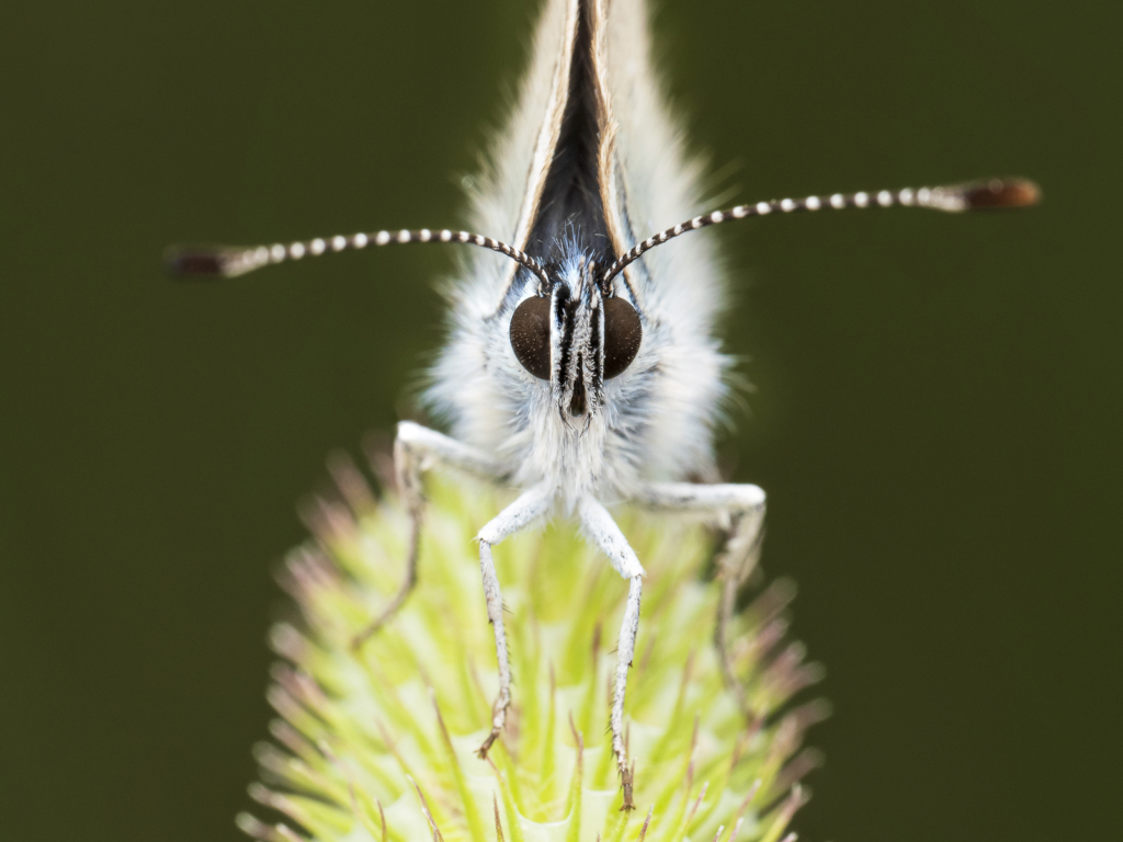 Högsommarens små flygande juveler, Gotland. Fotoresa med Wild Nature fotoresor. Foto: Henrik Karlsson