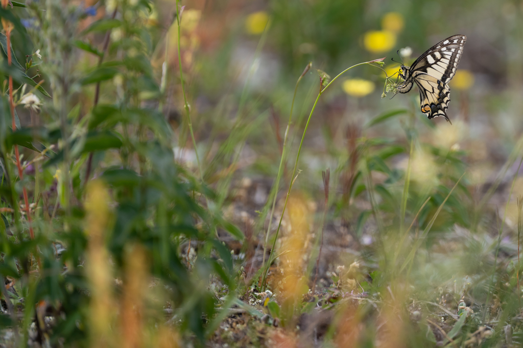 Högsommarens små flygande juveler, Gotland. Fotoresa med Wild Nature fotoresor. Foto: Magnus Martinsson