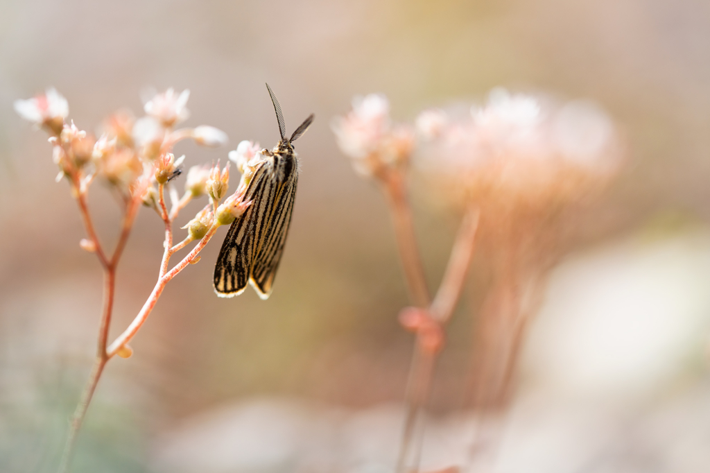 Högsommarens små flygande juveler, Gotland. Fotoresa med Wild Nature fotoresor. Foto: Magnus Martinsson