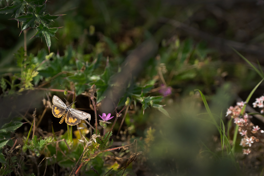 Högsommarens små flygande juveler, Gotland. Fotoresa med Wild Nature fotoresor. Foto: Magnus Martinsson