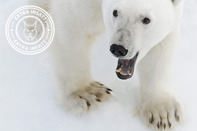 Fotoexpedition till isbjörnens rike, Svalbard. Fotoresa med Wild Nature fotoresor. Foto Henrik Karlsson