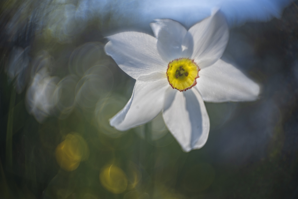 Vårens blomsterprakt på Gargano halvön, Italien. Fotoresa med Wild Nature fotoresor. Foto: Jan Pedersen