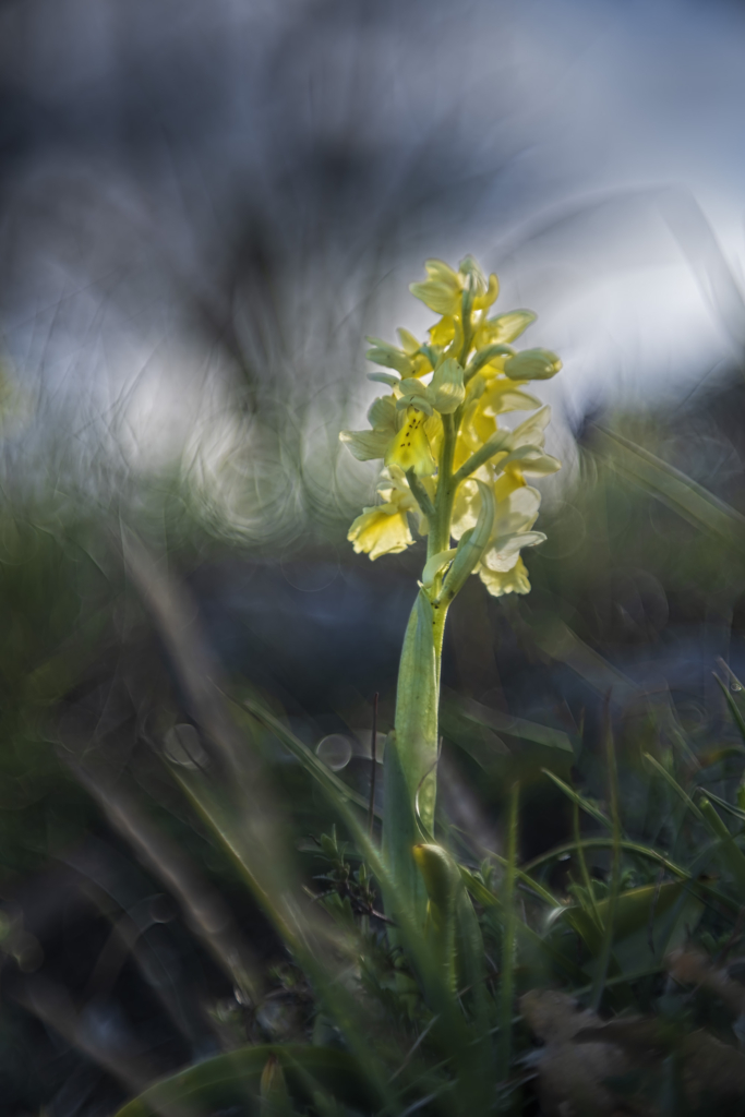 Vårens blomsterprakt på Gargano halvön, Italien. Fotoresa med Wild Nature fotoresor. Foto: Jan Pedersen