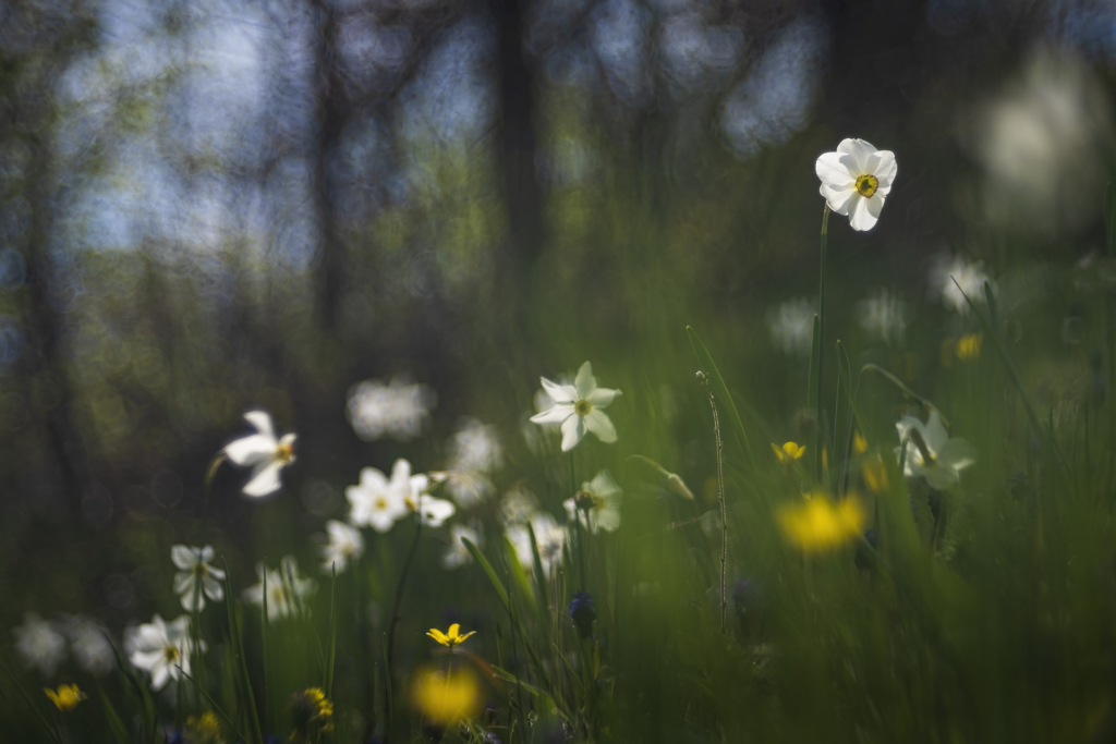 Vårens blomsterprakt på Gargano halvön, Italien. Fotoresa med Wild Nature fotoresor. Foto: Jan Pedersen