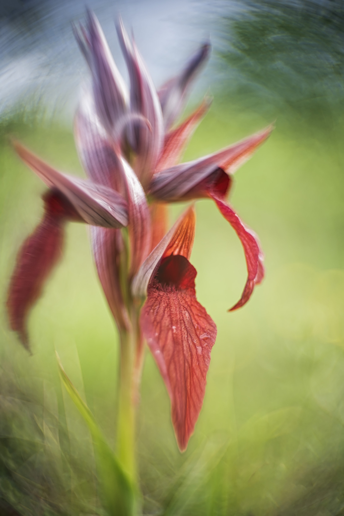 Vårens blomsterprakt på Gargano halvön, Italien. Fotoresa med Wild Nature fotoresor. Foto: Jan Pedersen