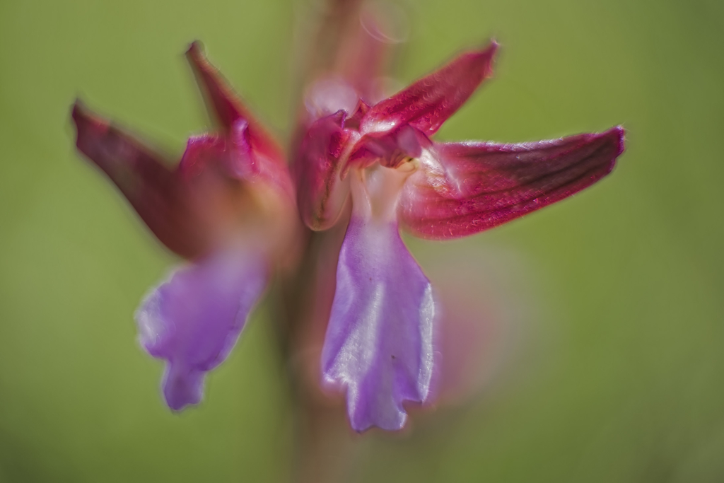 Vårens blomsterprakt på Gargano halvön, Italien. Fotoresa med Wild Nature fotoresor. Foto: Jan Pedersen