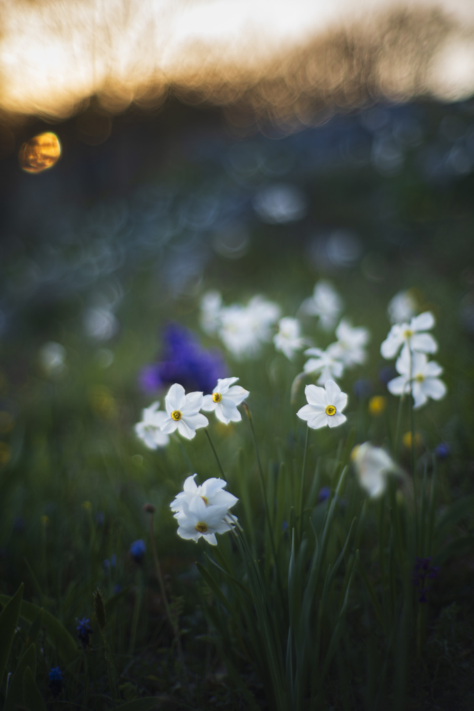 Vårens blomsterprakt på Gargano halvön, Italien. Fotoresa med Wild Nature fotoresor. Foto: Jan Pedersen