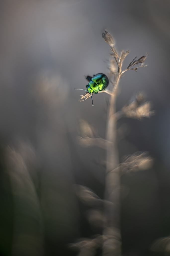 Vårens blomsterprakt på Gargano halvön, Italien. Fotoresa med Wild Nature fotoresor. Foto: Jan Pedersen