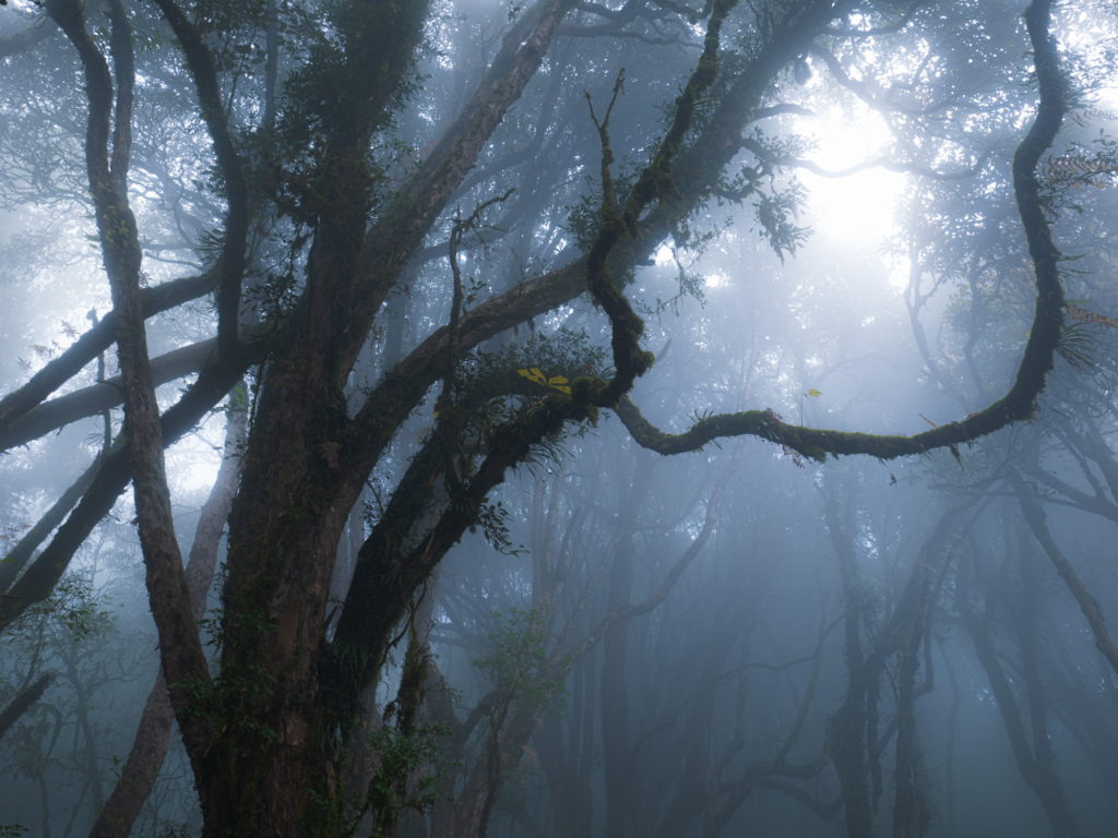 Himalayas lysande rhododendronprakt, Nepal. Fotoresa med Wild Nature fotoresor. Foto Jonathan Stenvall