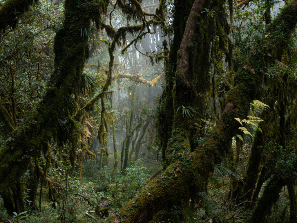 Himalayas lysande rhododendronprakt, Nepal. Fotoresa med Wild Nature fotoresor. Foto Jonathan Stenvall