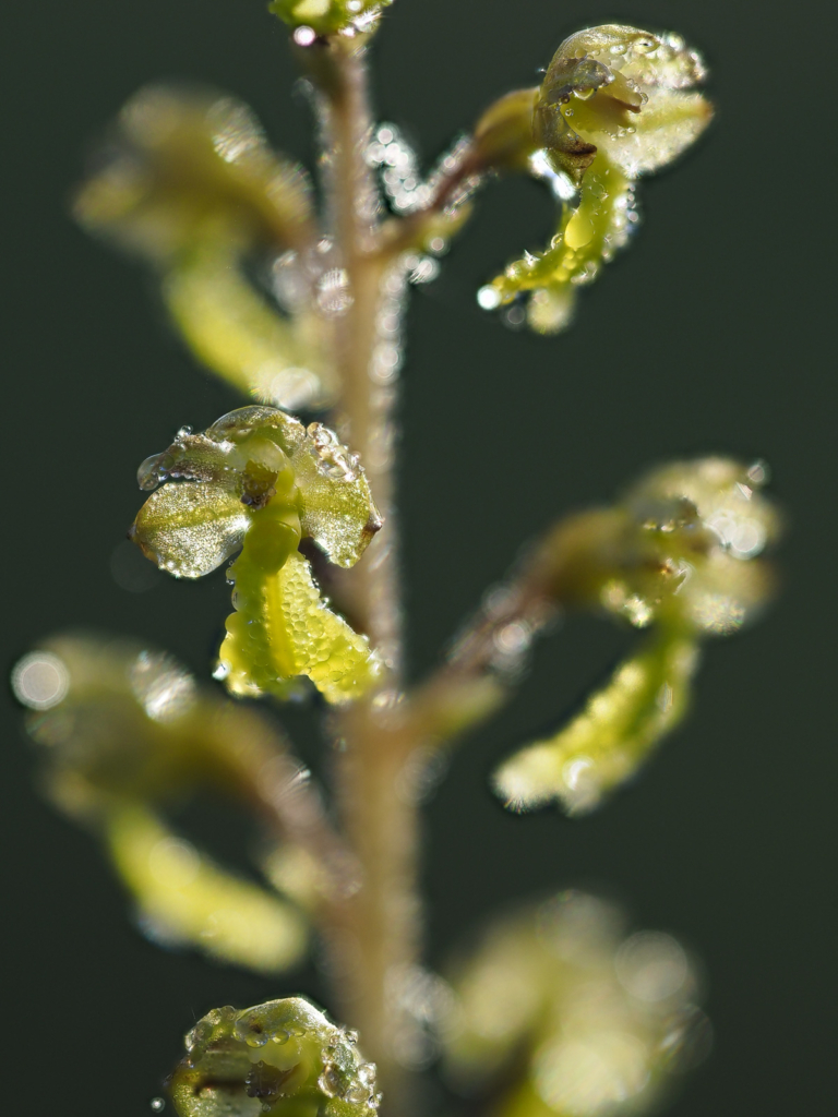 Blommande juveler - orkidéer på Öland. Fotoresa med Wild Nature fotoresor. Foto: Henrik Karlsson