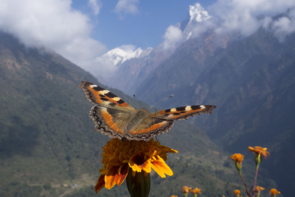 Det gömda Himalaya, Nepal. Fotoresa med Wild Nature fotoresor. Foto Jonathan Stenvall