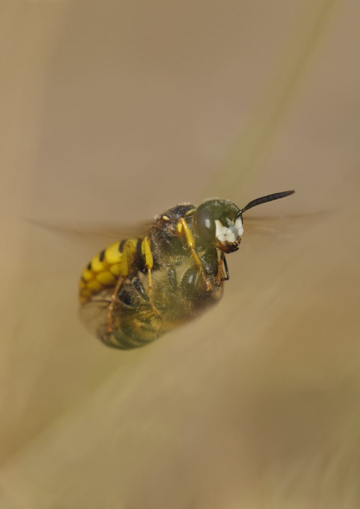 Ekoxar och andra coola insekter på Öland. Fotoresa med Wild Nature fotoresor. Foto: Henrik Karlsson