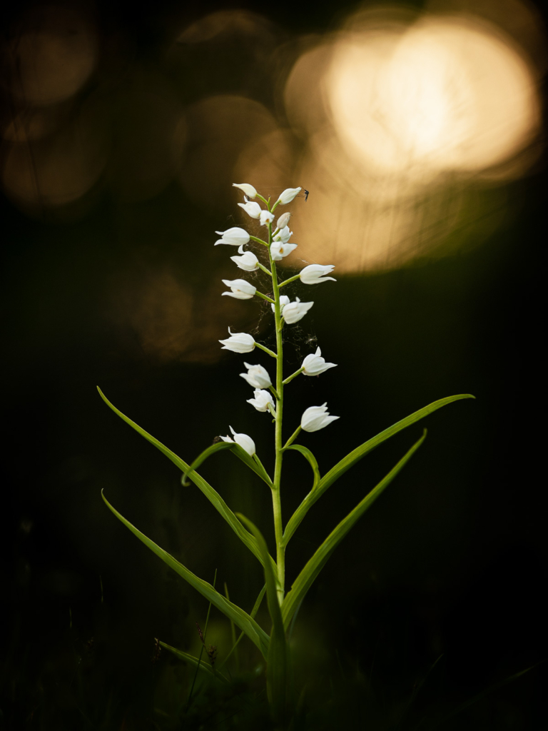 Blommande juveler - orkidéer på Öland. Fotoresa med Wild Nature fotoresor. Foto: Henrik Karlsson