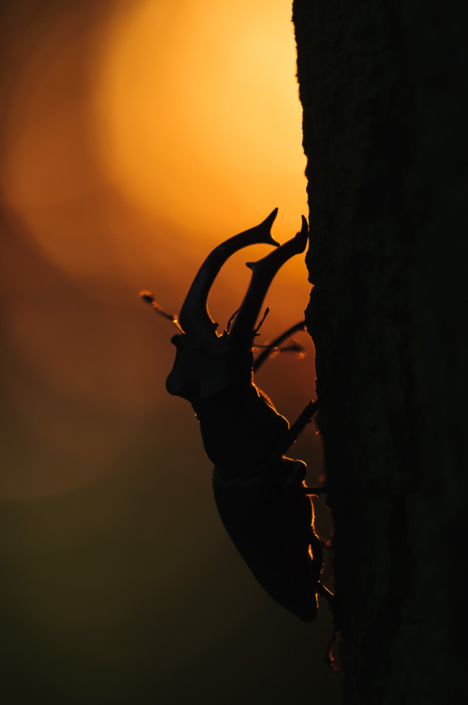 Ekoxar och andra coola insekter på Öland. Fotoresa med Wild Nature fotoresor. Foto: Henrik Karlsson