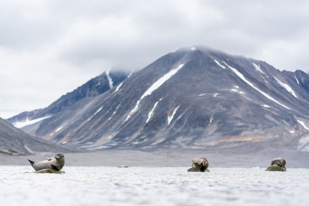 Isbjörnens rike - Svalbard. Fotoresa med Wild Nature fotoresor. Foto Floris Smeets