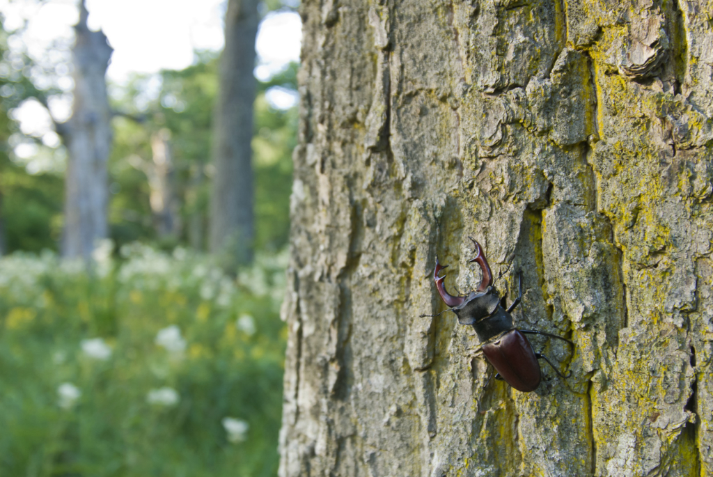 Ekoxar och andra coola insekter på Öland. Fotoresa med Wild Nature fotoresor. Foto: Henrik Karlsson