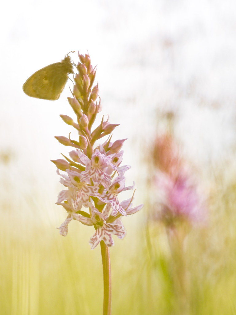 Blommande juveler - orkidéer på Öland. Fotoresa med Wild Nature fotoresor. Foto: Henrik Karlsson