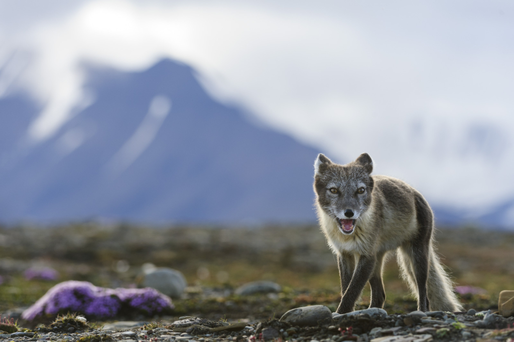 Isbjörnens rike - Svalbard. Fotoresa med Wild Nature fotoresor. Foto Henrik Karlsson