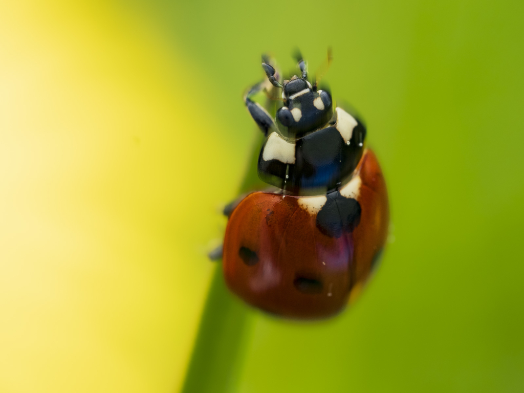 Ekoxar och andra coola insekter på Öland. Fotoresa med Wild Nature fotoresor. Foto: Henrik Karlsson