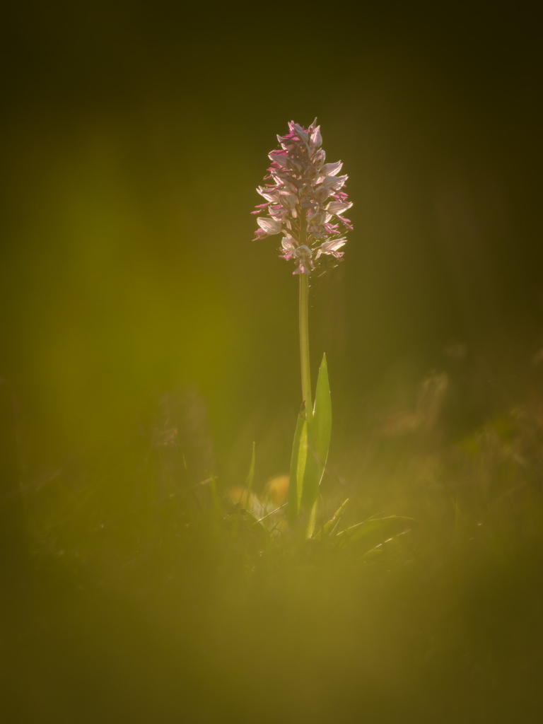 Blommande juveler - orkidéer på Öland. Fotoresa med Wild Nature fotoresor. Foto: Henrik Karlsson