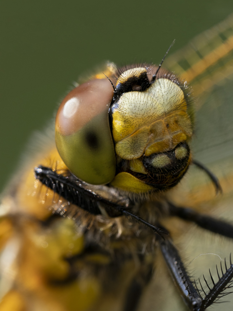 Ekoxar och andra coola insekter på Öland. Fotoresa med Wild Nature fotoresor. Foto: Henrik Karlsson