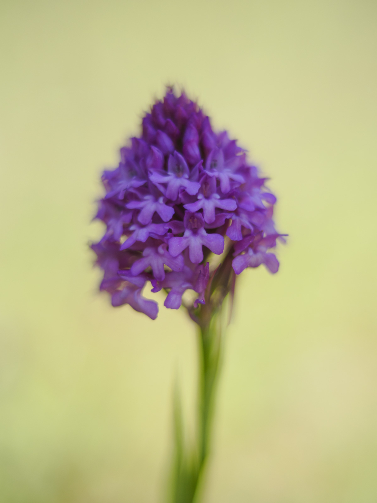 Blommande juveler - orkidéer på Öland. Fotoresa med Wild Nature fotoresor. Foto: Henrik Karlsson