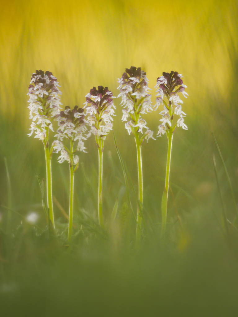 Blommande juveler - orkidéer på Öland. Fotoresa med Wild Nature fotoresor. Foto: Henrik Karlsson