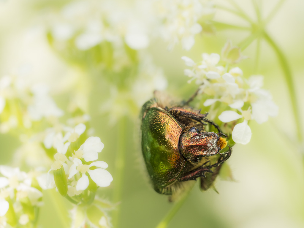 Ekoxar och andra coola insekter på Öland. Fotoresa med Wild Nature fotoresor. Foto: Henrik Karlsson