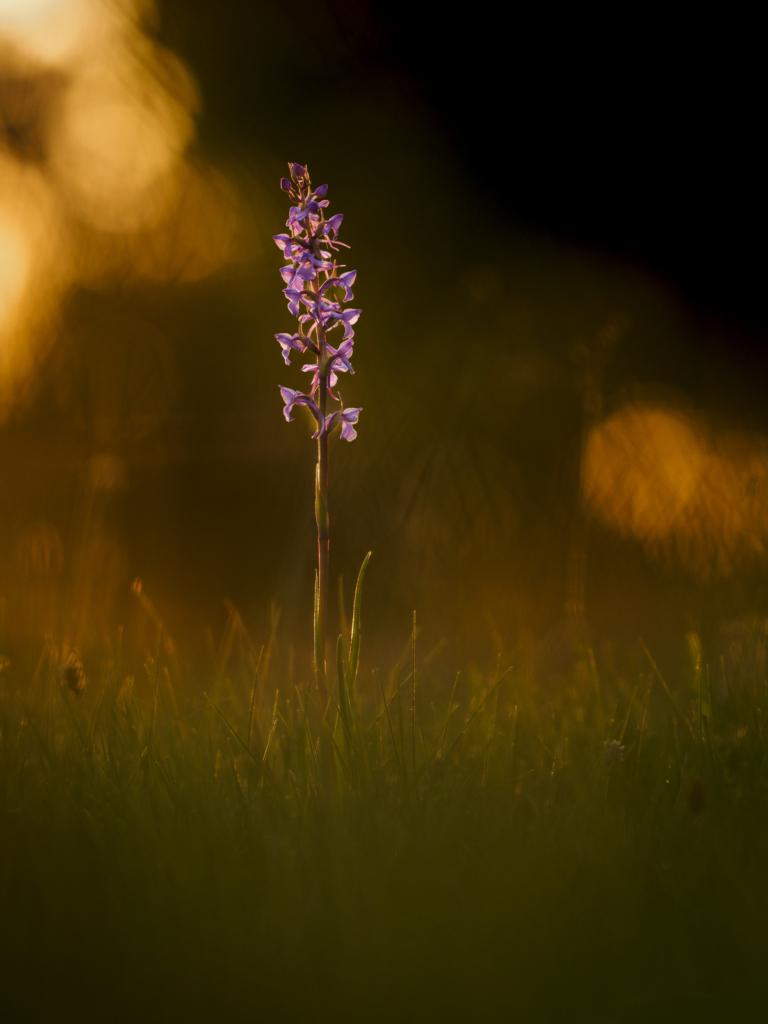 Blommande juveler - orkidéer på Öland. Fotoresa med Wild Nature fotoresor. Foto: Henrik Karlsson